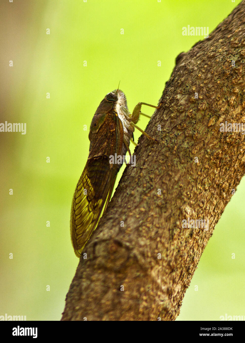The GiantForest Cicada is a largeand very noisy member of the family. Thwey appear with the first rains after spending years in the grouynd piercing t Stock Photo