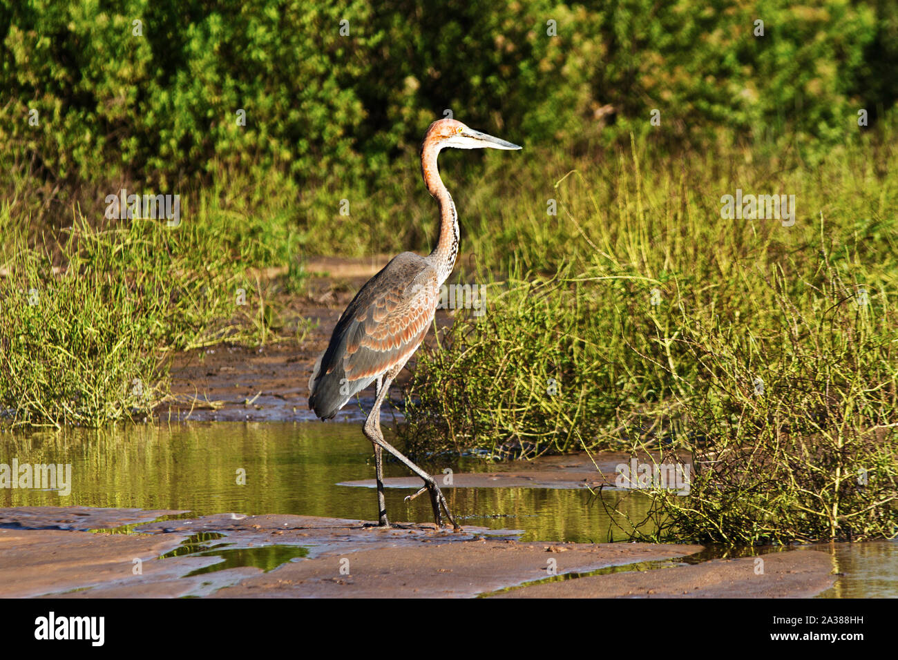 African Heron High Resolution Stock Photography and Images Alamy