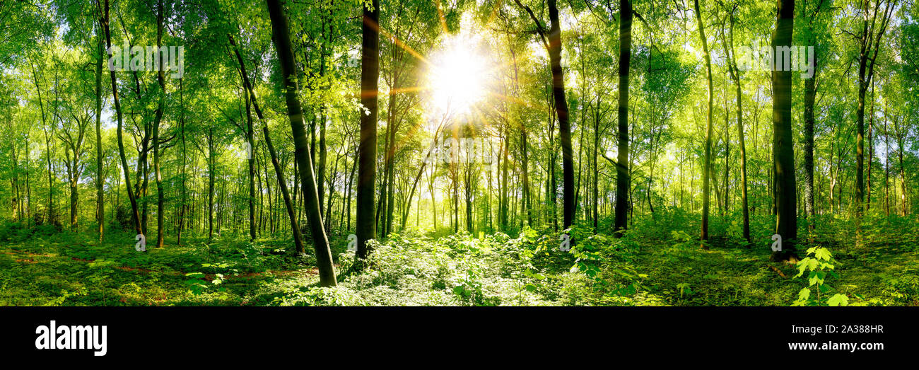 Forest panorama with green trees and bright sun Stock Photo - Alamy