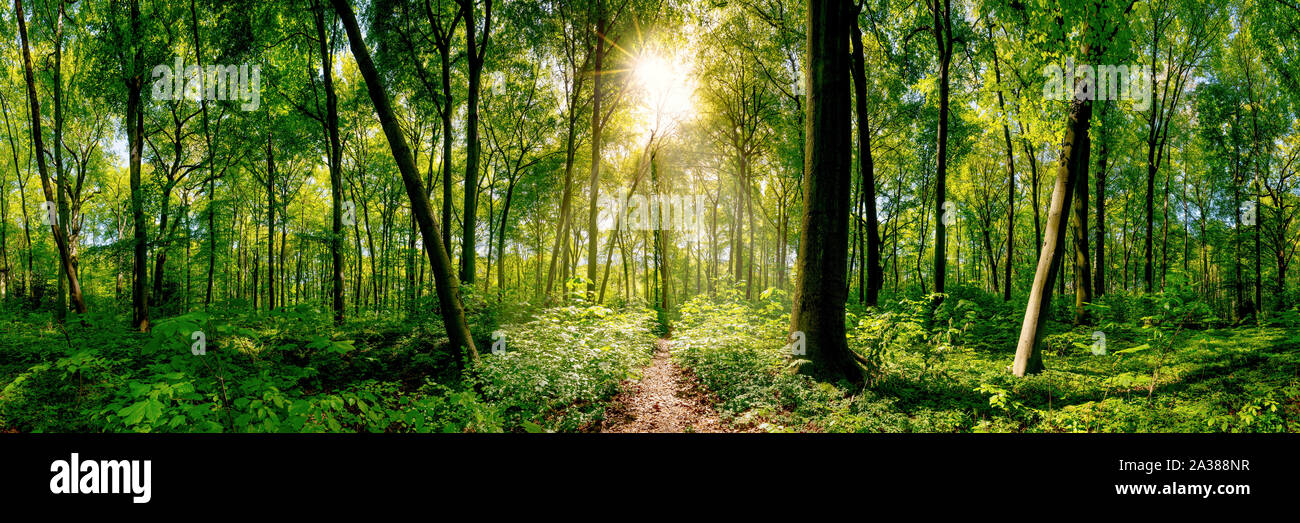 Path in the forest lit by golden sun rays Stock Photo