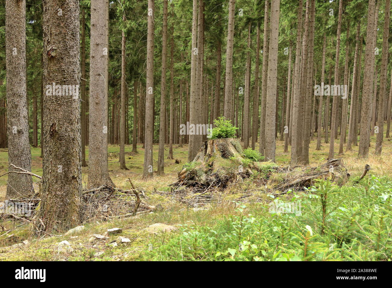 A Young Pine Plant growing on the tree Stock Photo - Alamy