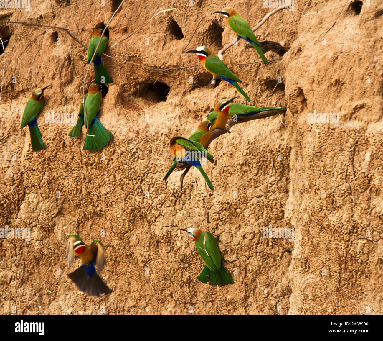 A breeding colony of White-fronted Bee-Eaterson the banks of the Rufiji River. A hive of activity and quarrelous noise is always a popular stop-off Stock Photo