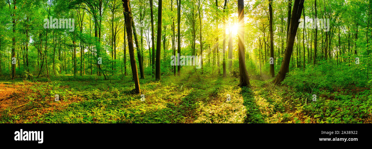 Beautiful forest panorama in spring with bright sun Stock Photo
