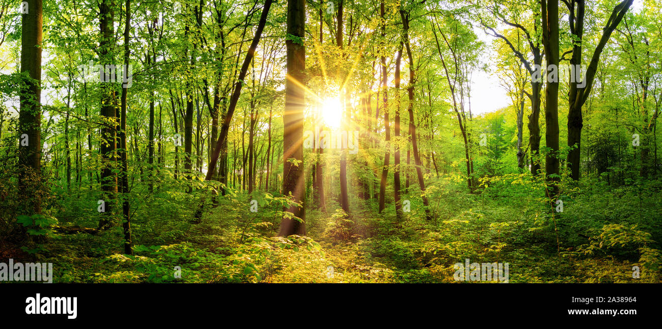 Beautiful forest panorama in spring with bright sun shining through the trees Stock Photo