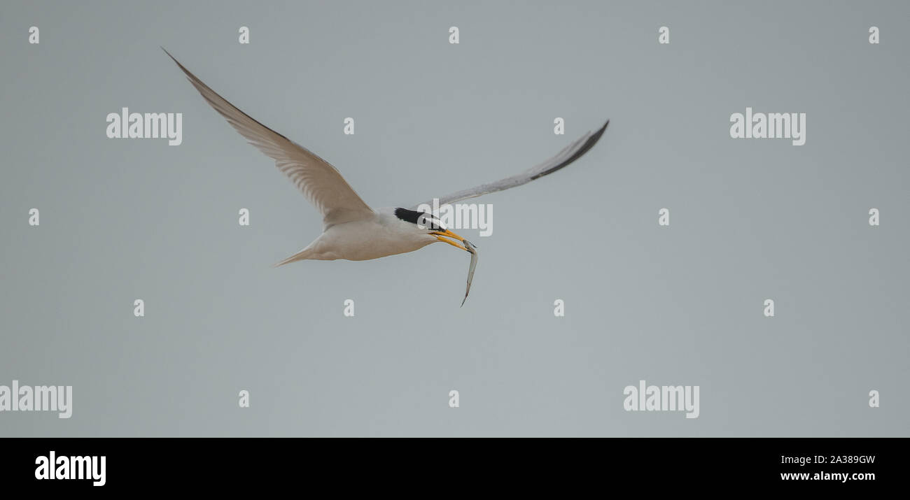 Little Tern (Sternula albifrons Stock Photo Alamy