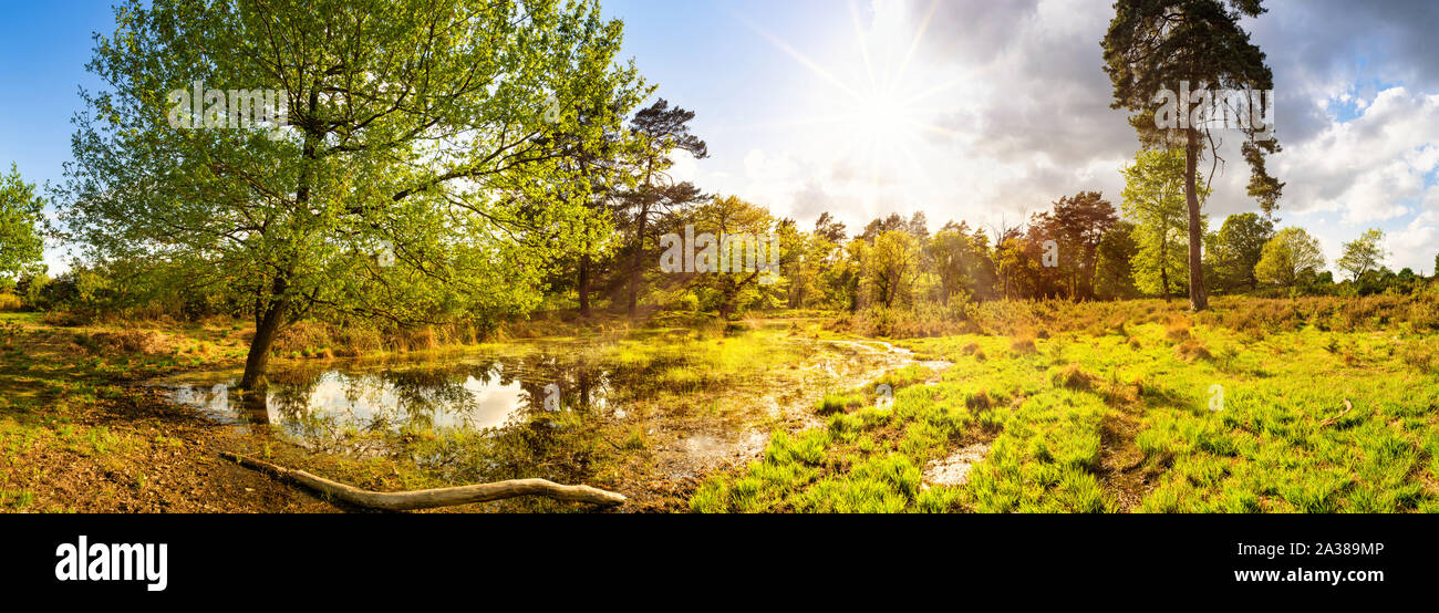 Landscape Panorama with Pond in springtime with bright sun shining through the trees Stock Photo