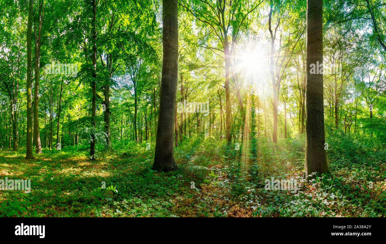 Wald mit Sonne Stock Photo