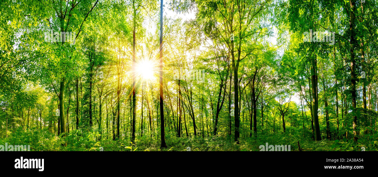 Wald Panorama mit durch Blätter leuchtenden Sonnenstrahlen Stock Photo
