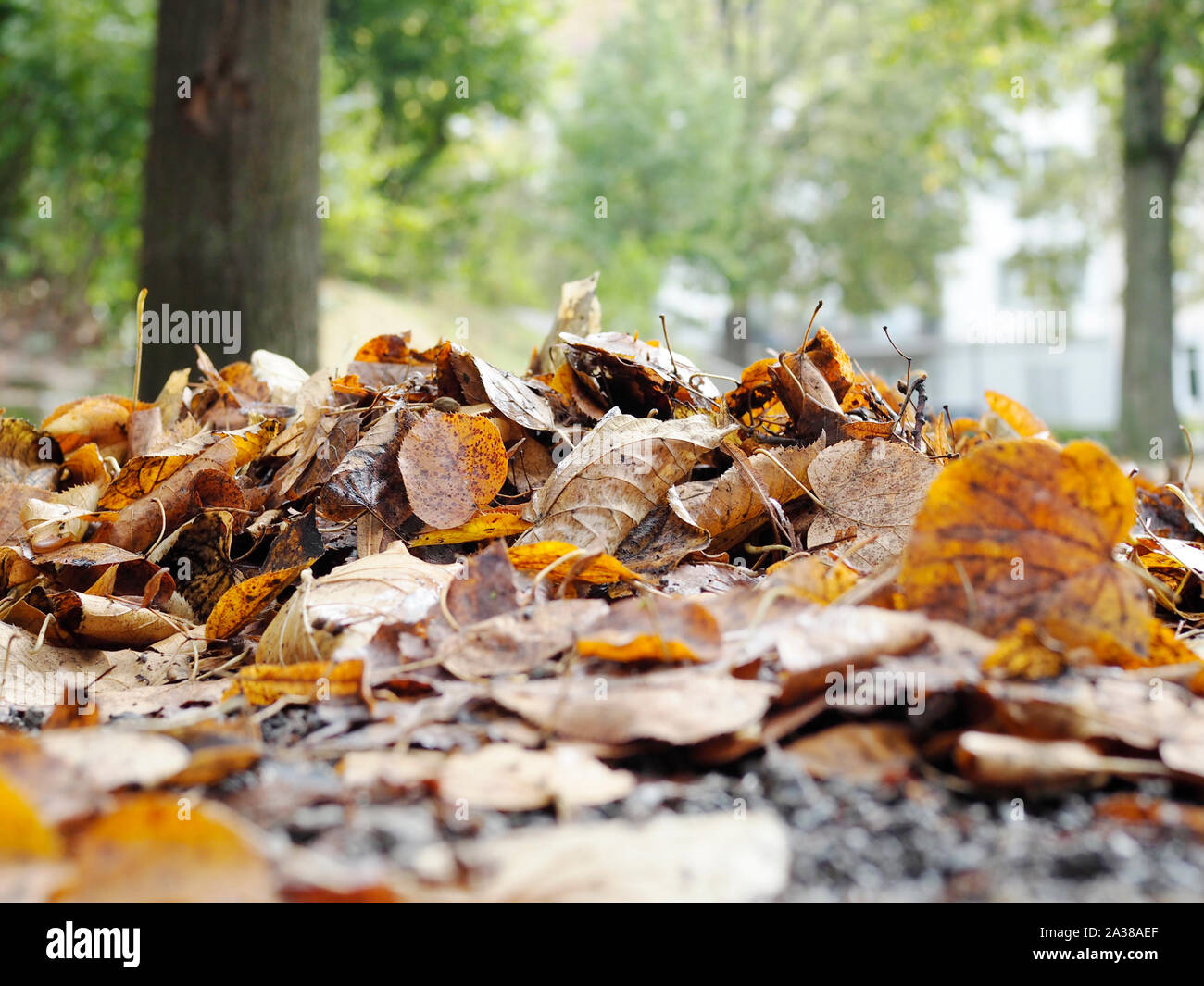 Laub auf dem Boden in einem Park in Zürich Stock Photo