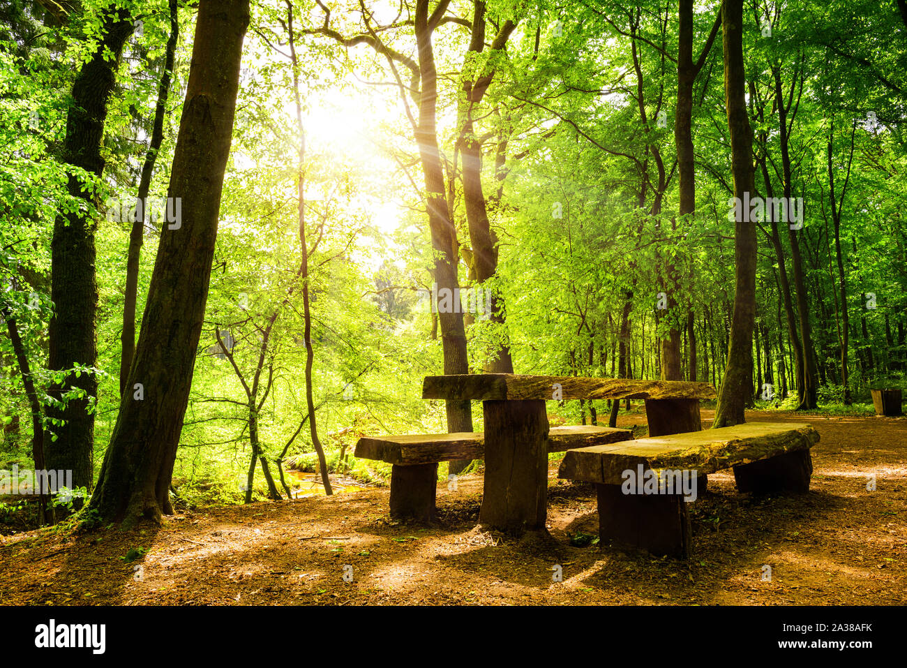 Forest in summer with benches, table and sun shining through the trees Stock Photo