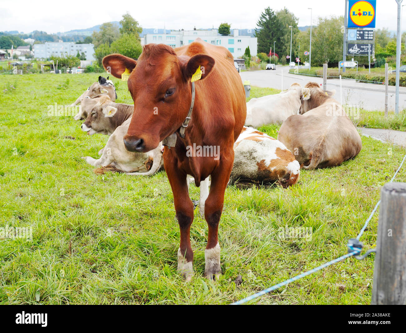 Red Holstein Kalb - im Hintergrund restliche Herde bestehend aus Holstein und Braunvieh in der Nähe einer Lidl-Filiale Stock Photo