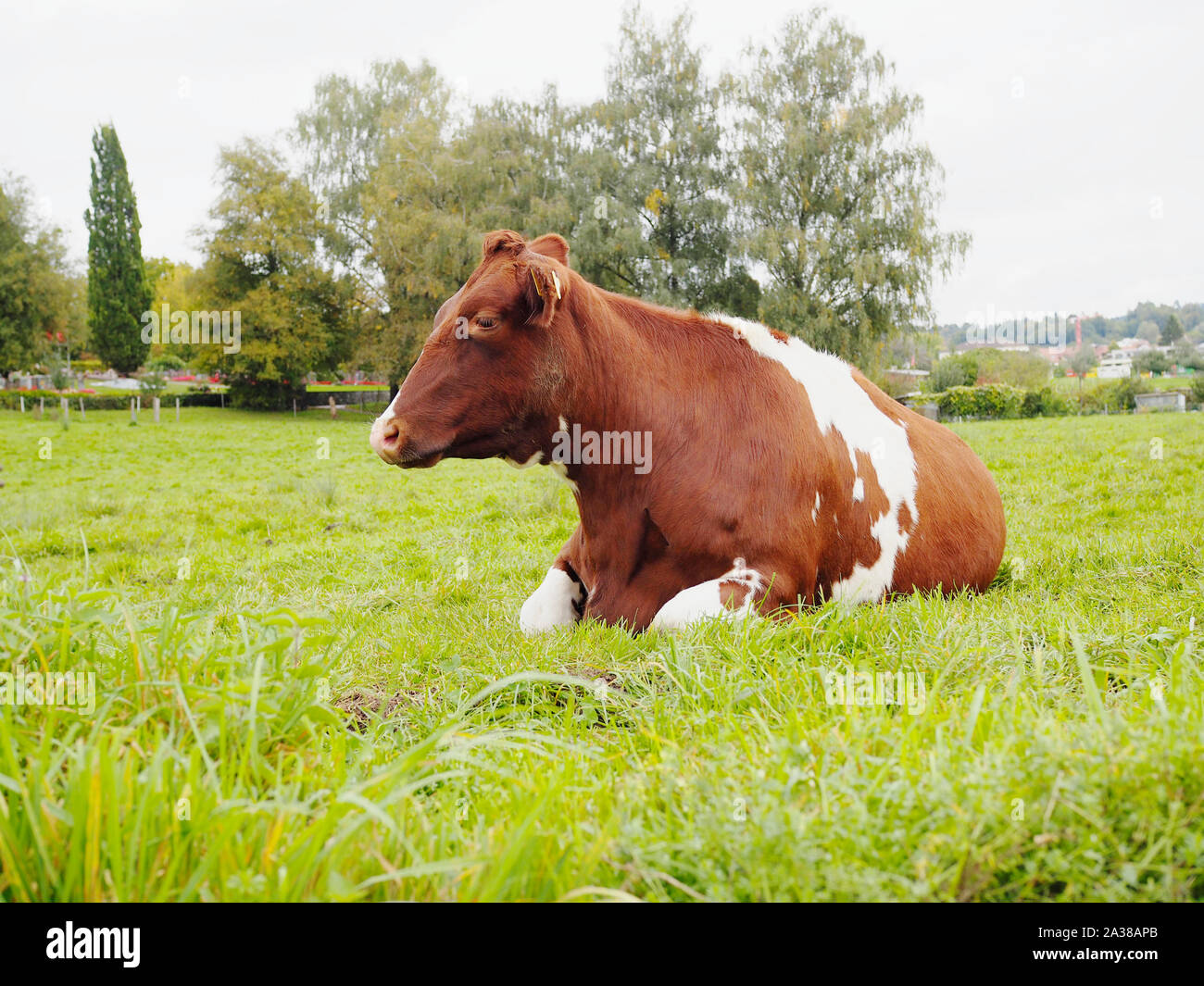 Red Holstein - Hausrind-Rasse auf einer Wiese in der Schweiz Stock Photo