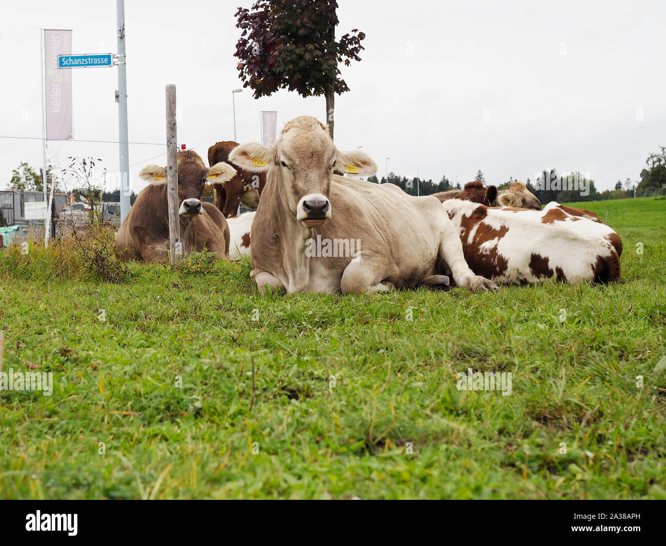 Red Holstein und Braunvie - Zwei Hausrind-Rassen als kleine Herde auf einer Wiese in der Schweiz Stock Photo