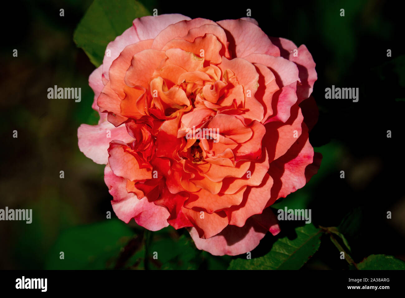 Colourful close up of an Augusta Luise rose orange flower bloom with a dark bokeh background Stock Photo