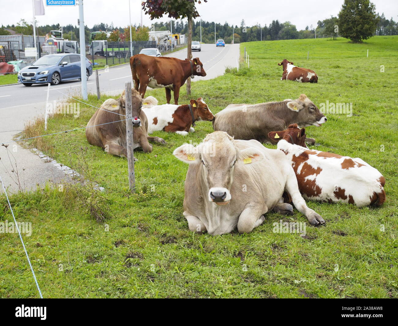 Red Holstein und Braunvie - Zwei Hausrind-Rassen als kleine Herde auf einer Wiese in der Schweiz Stock Photo