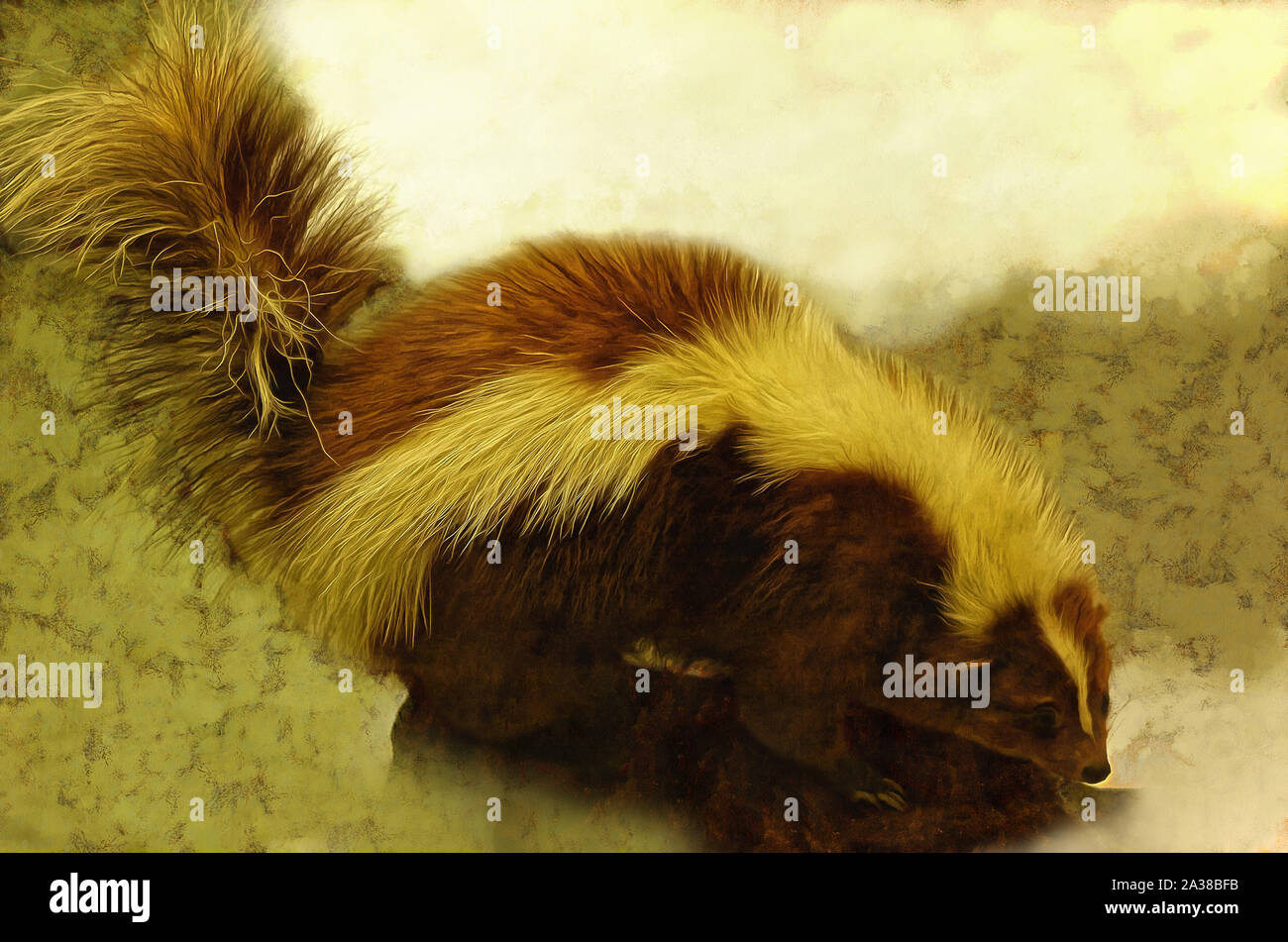 Illustrations Striped Skunks,. Mephitis, genus, carnivorous, mammal, skunk family, Stock Photo
