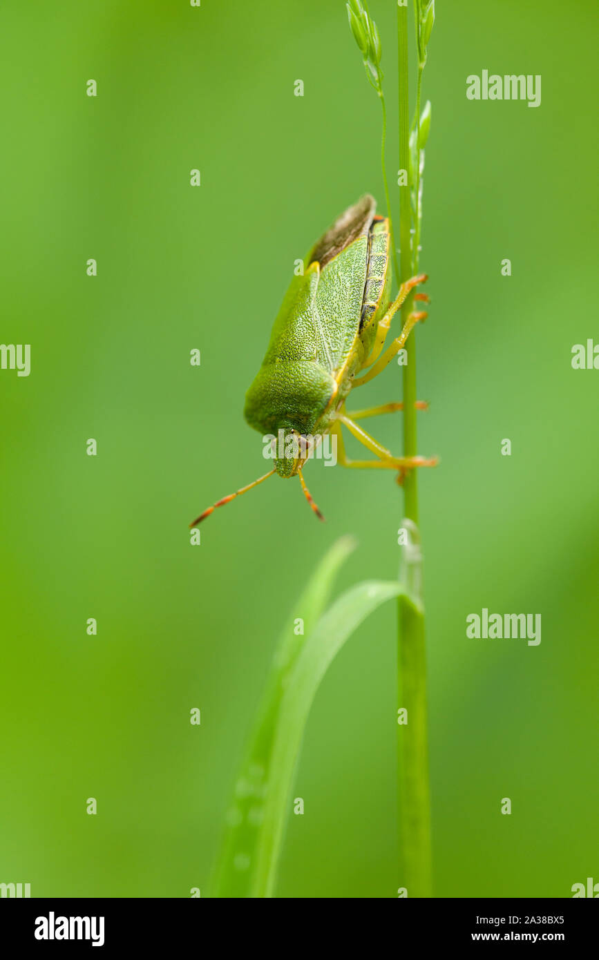 A close up of a Green Shield Bug (Palomena prasina) on a grass stem in the Ebbor Gorge National Nature Reserve in the Mendip Hills, Somerset, England. Stock Photo