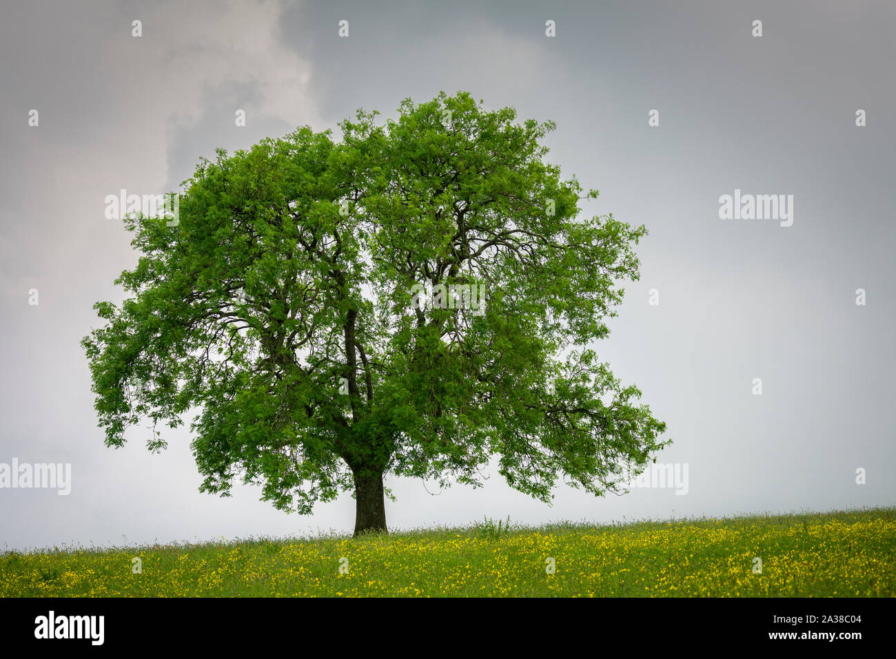 A European Ash tree (Fraxinus excelsior) in a meadow in early spring at Deerleap in in the Mendip Hills, Somerset, England. Stock Photo