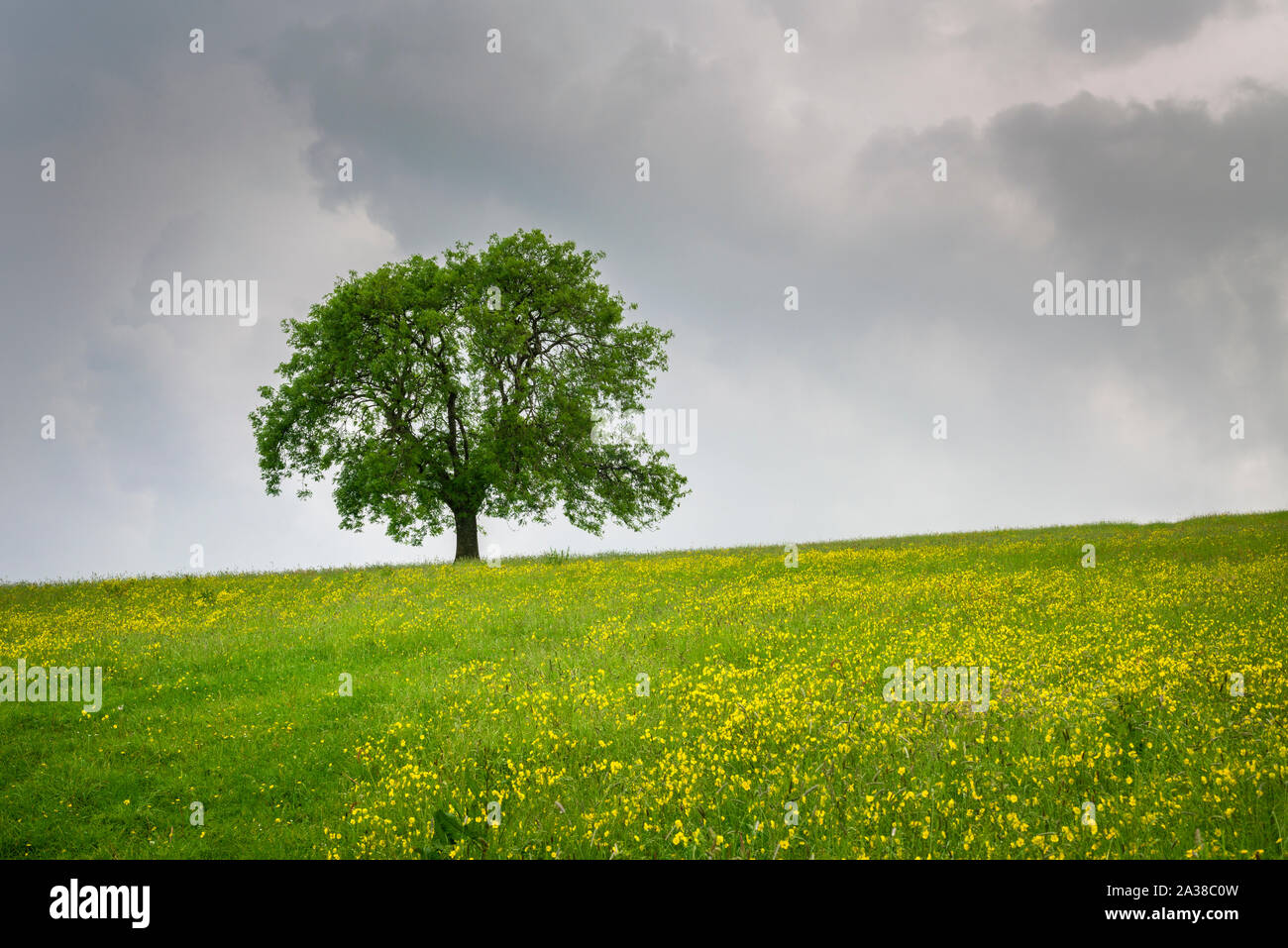 A European Ash tree (Fraxinus excelsior) in a meadow in early spring at Deerleap in in the Mendip Hills, Somerset, England. Stock Photo
