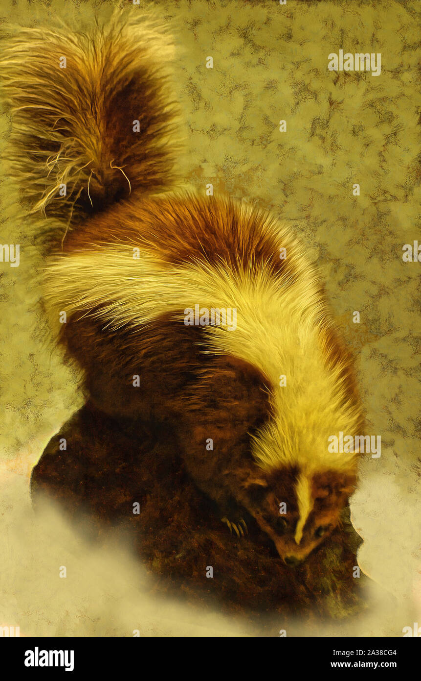 Illustrations Striped Skunks,. Mephitis, genus, carnivorous, mammal, skunk family, Stock Photo