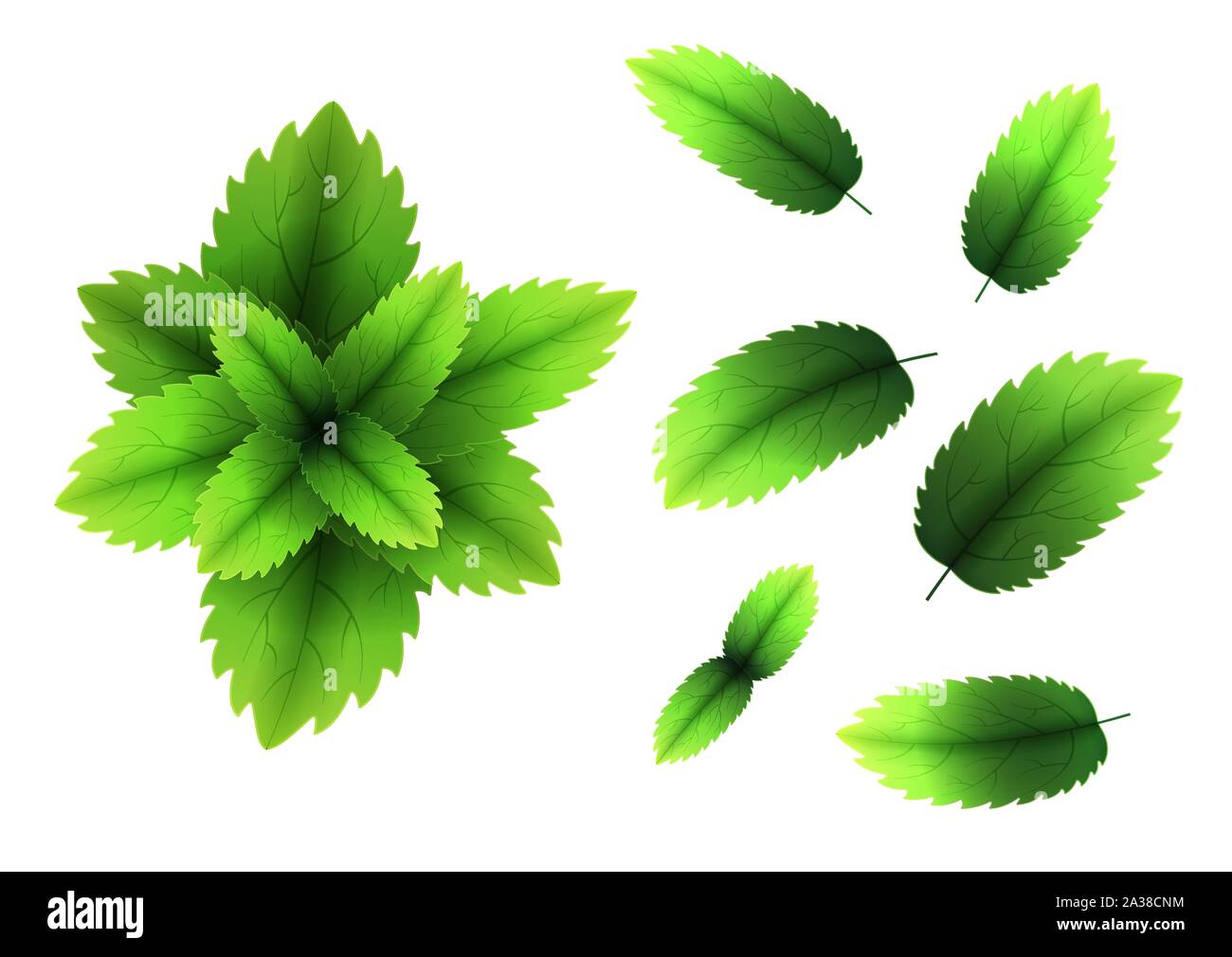 Fresh mint leaf. 3D realistic vector set mint leaves. Healthy aroma