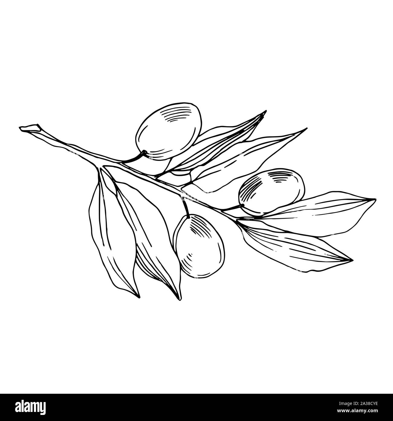 Vector Olive branch with fruit. Black and white engraved ink art ...