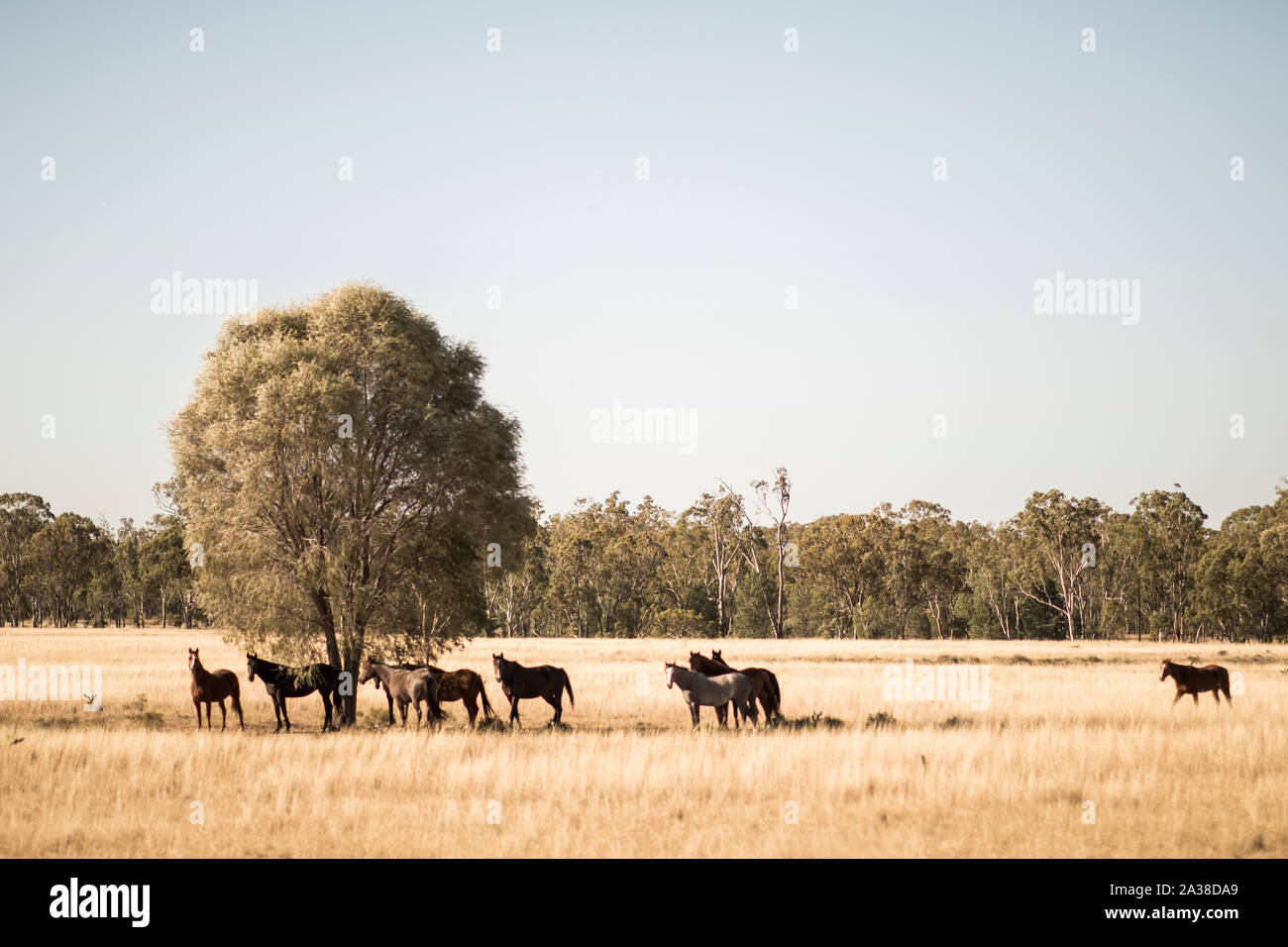 Herd of horses in the outback, Queensland, Australia Stock Photo