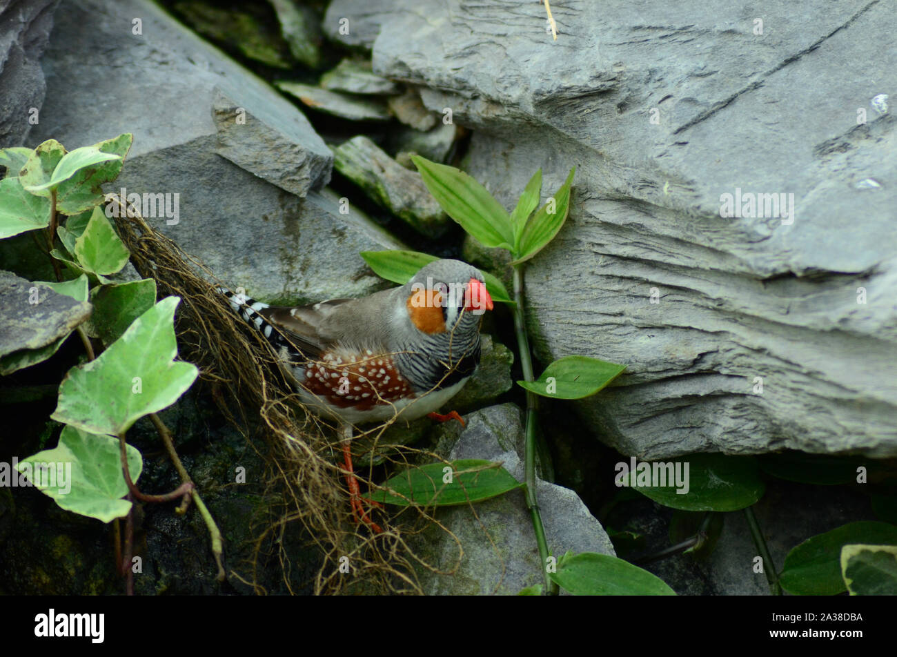 Standing Zebra Finch Taeniopygia guttata carrying nesting material
