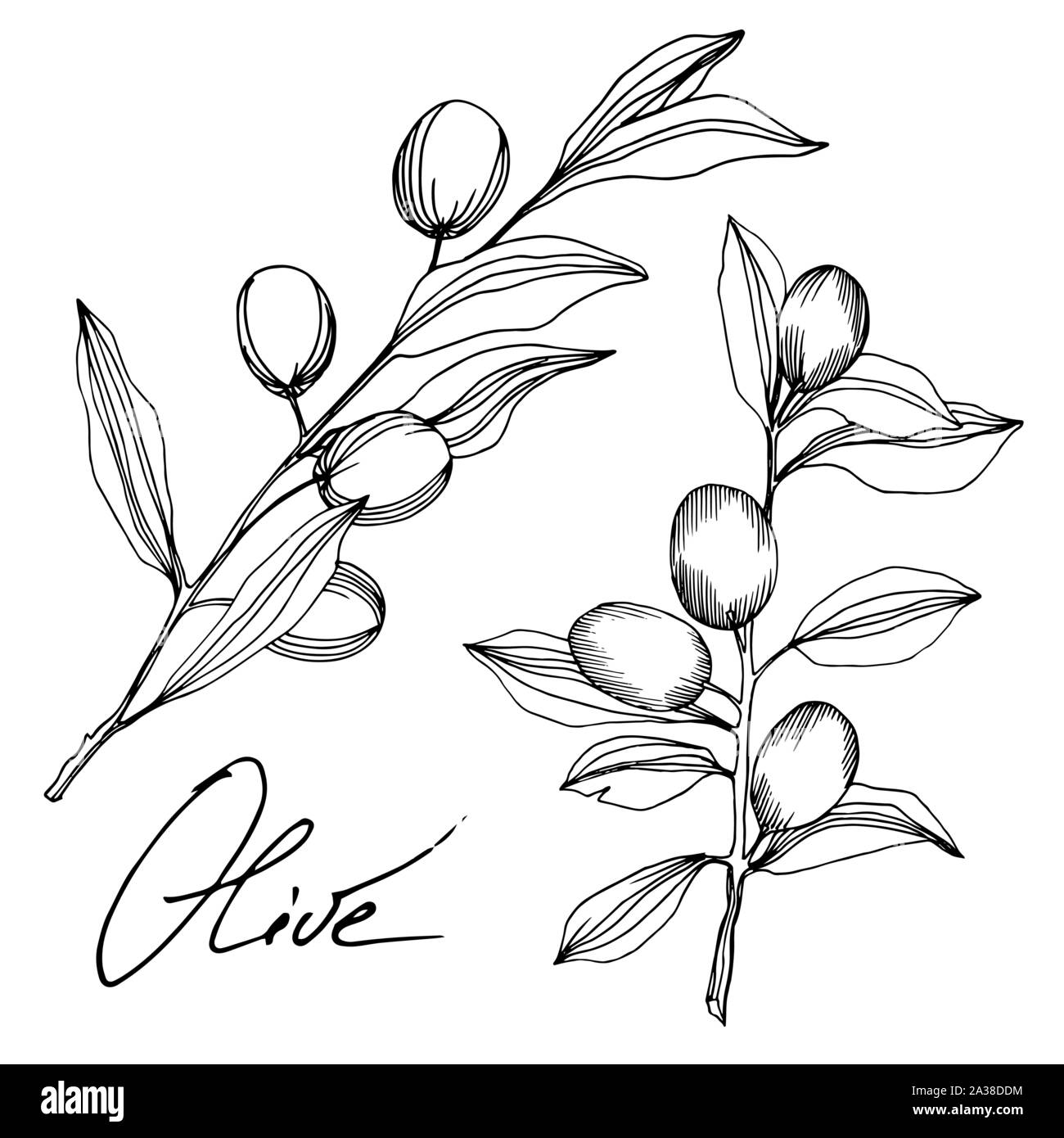 Vector Olive branch with fruit. Black and white engraved ink art ...