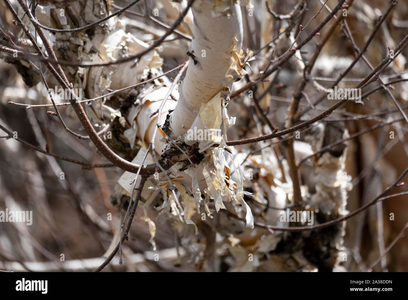 Himalayan birch tree, at the foothills of a mountain. Stock Photo