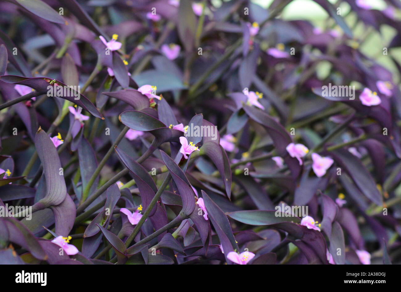 Striking Purple Heart Tradescantia pallida flower, purple and pink dainty flower Stock Photo