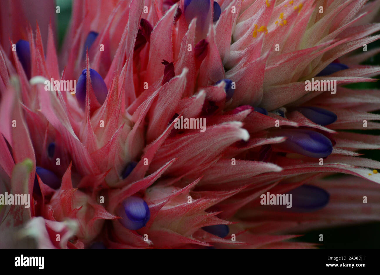 Urn Plant Aechmea fasciata. Pink, white and blue macro tropical flower Stock Photo