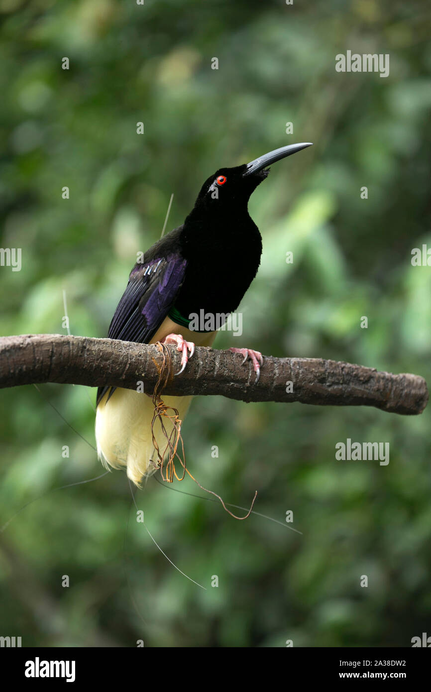 Bird of paradise on a branch, Indonesia Stock Photo