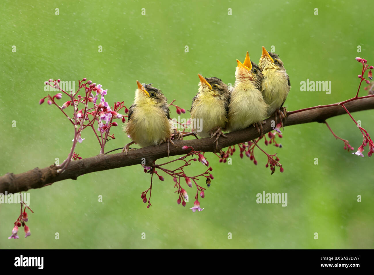 Four birds sitting on a branch, Indonesia Stock Photo