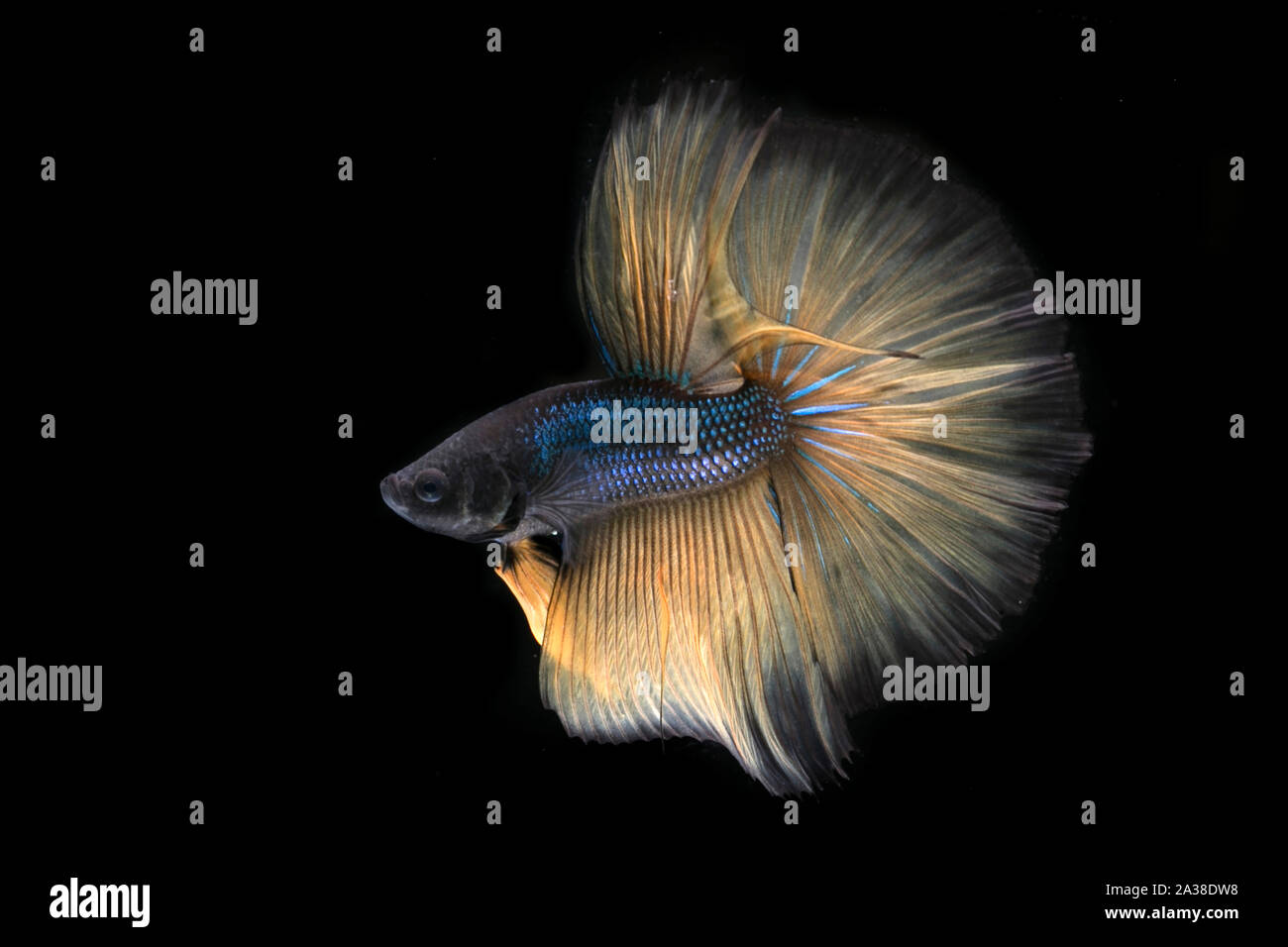 Portrait of a betta fish Stock Photo