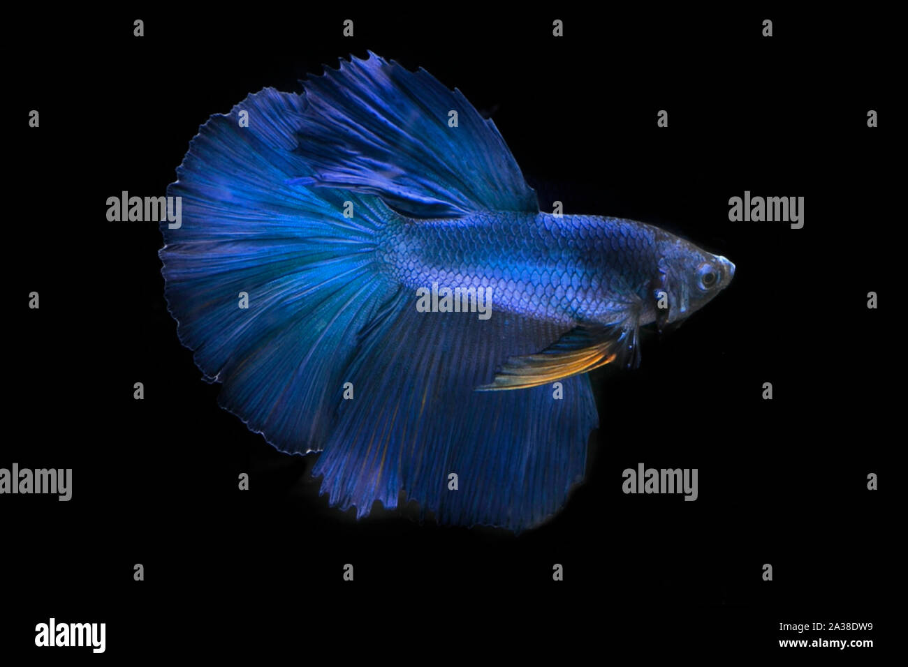 Portrait of a blue betta fish Stock Photo