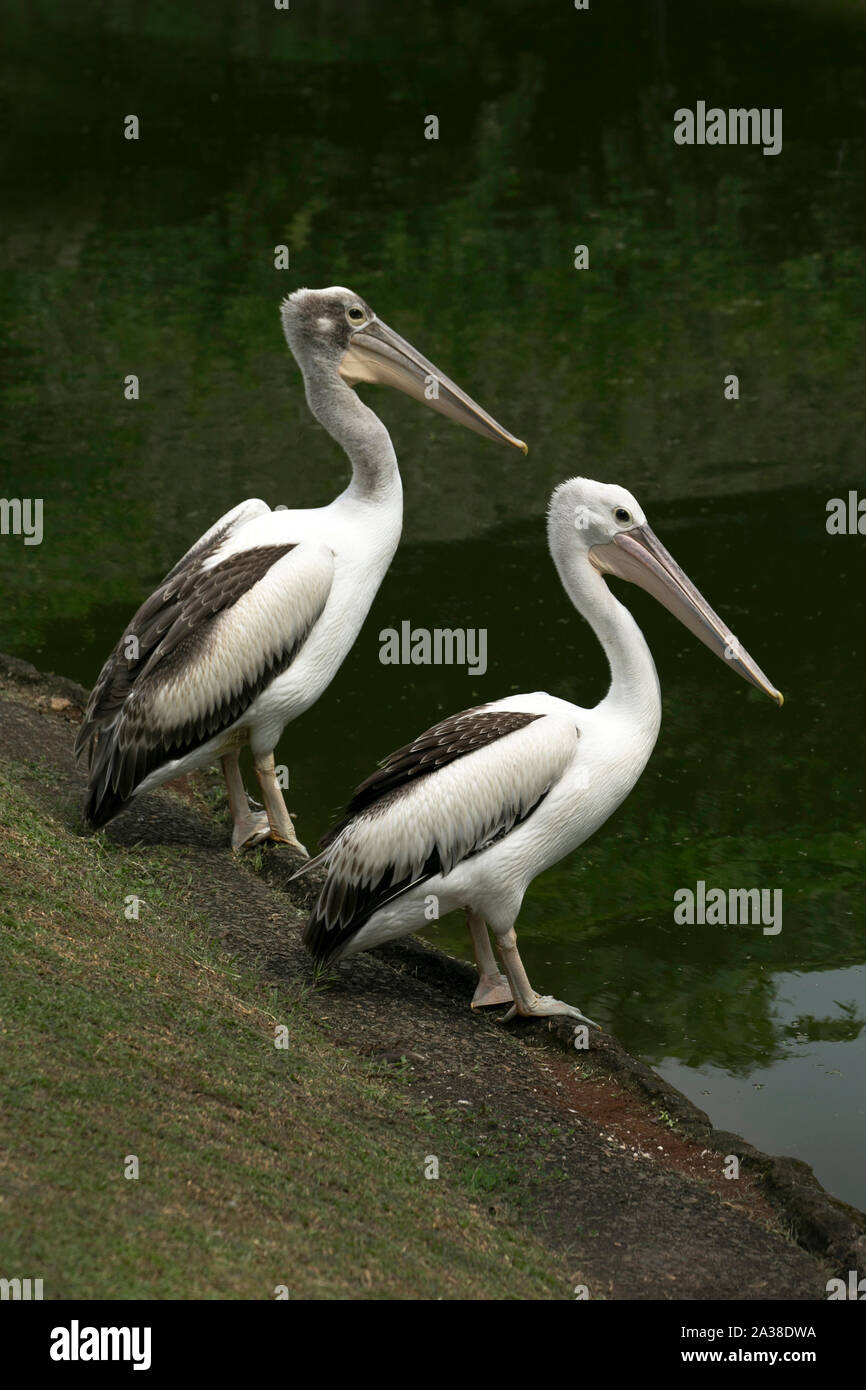 Two Pelicans on rocks by a river, Indonesia Stock Photo