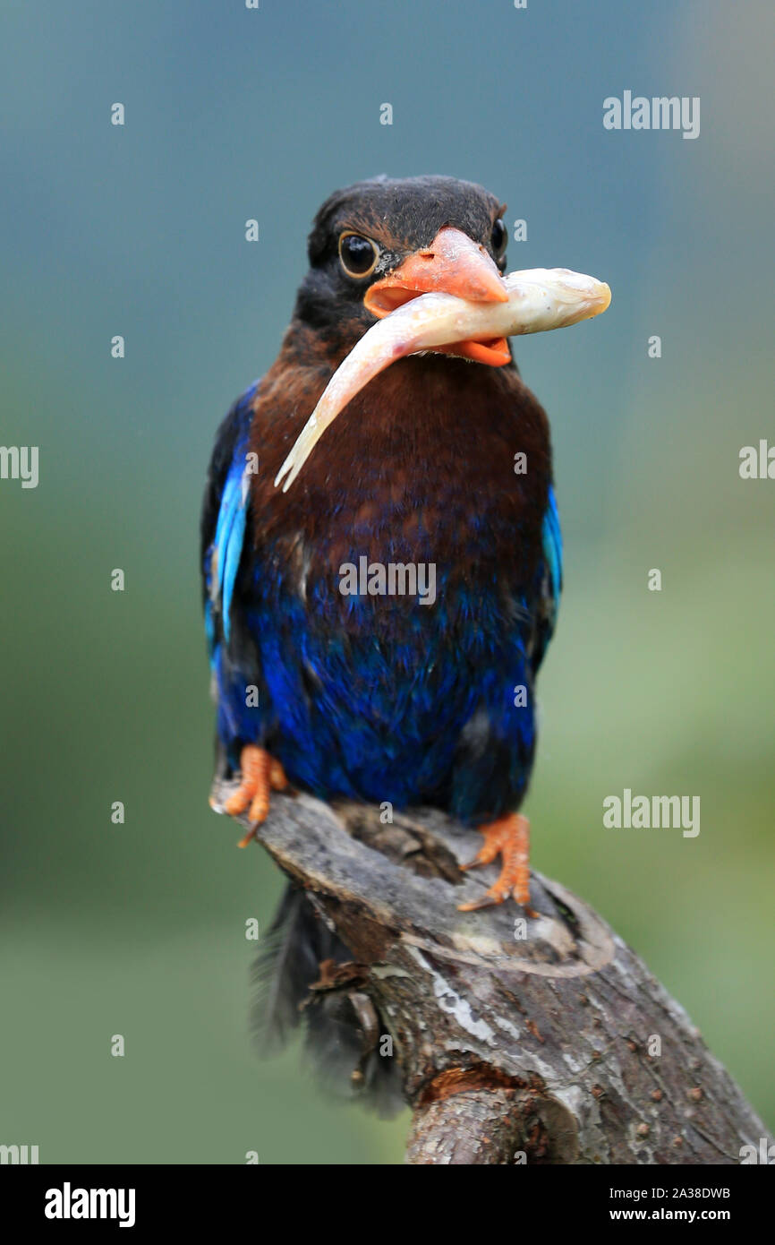 Kingfisher on a branch carrying a fish in its mouth, Indonesia Stock Photo
