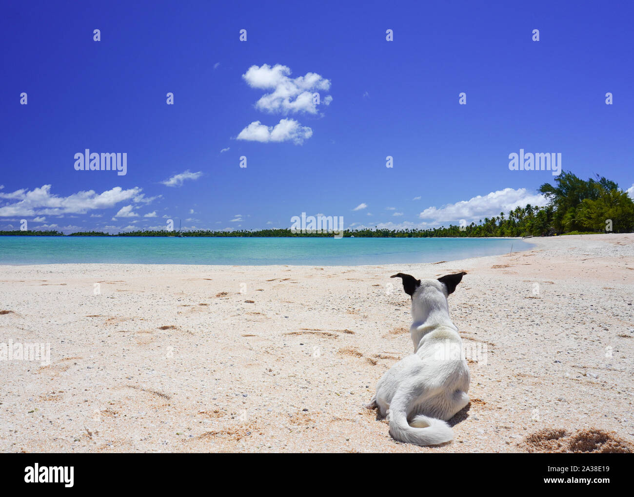 A dog rests on a sandy beach near a tropical lagoon surrounded by palm trees on an island Stock Photo