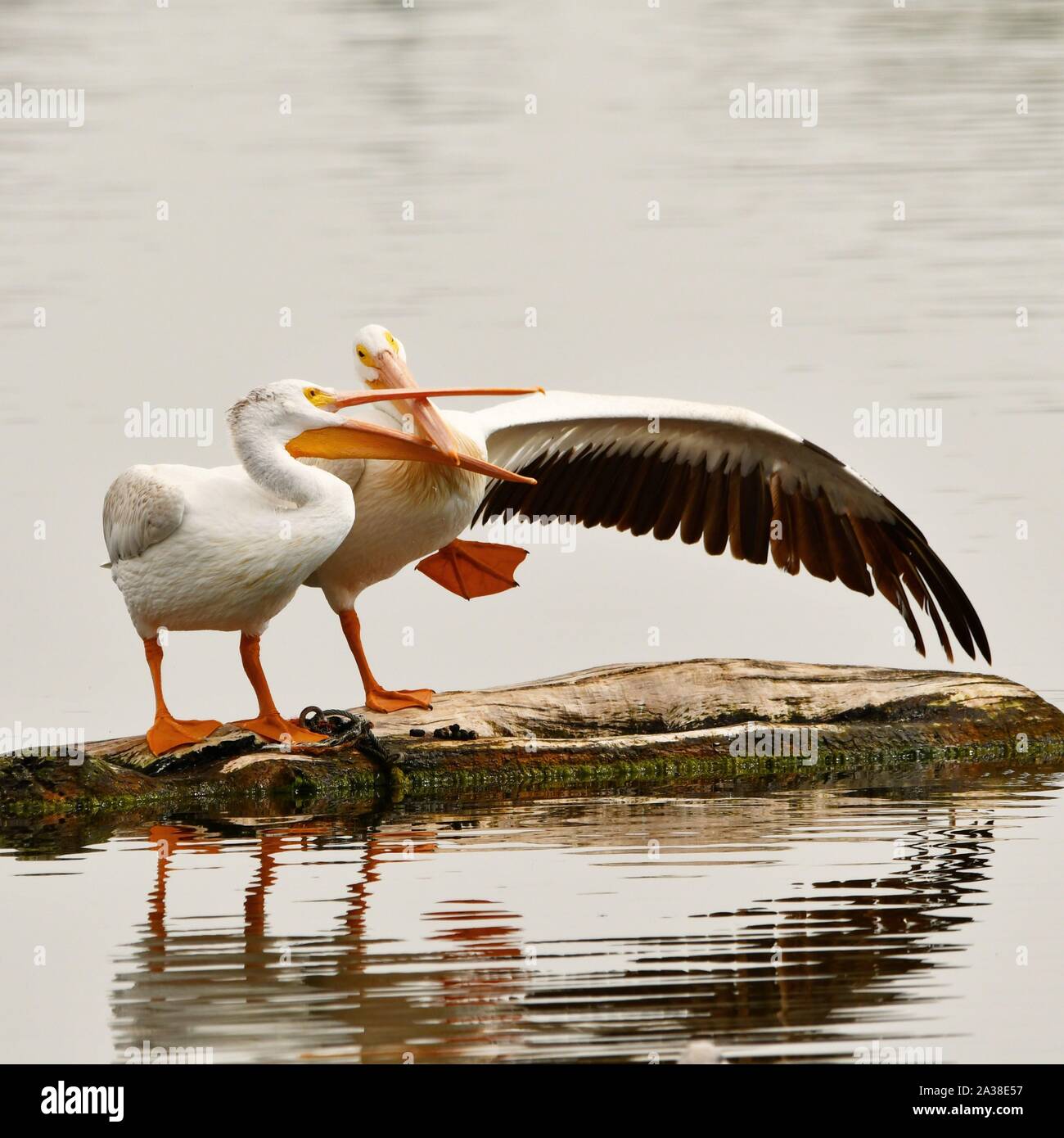 Two pelicans on a rock in a lake, Colorado, United States Stock Photo