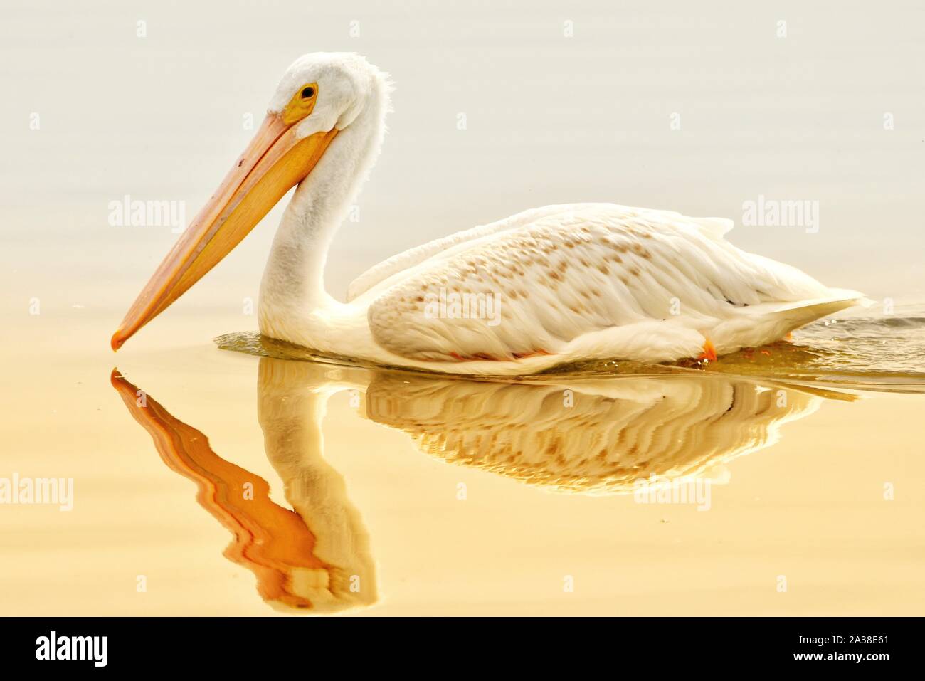 Portrait of a pelican on a lake in the morning sun, Colorado, United States Stock Photo