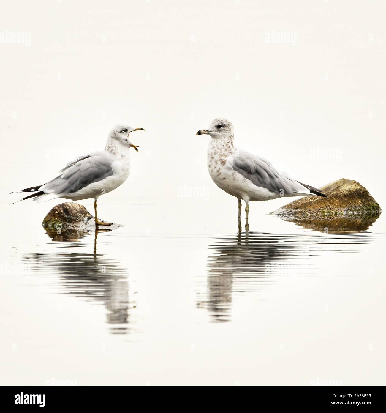 Two terns standing in shallow water looking at each other, Colorado, United States Stock Photo