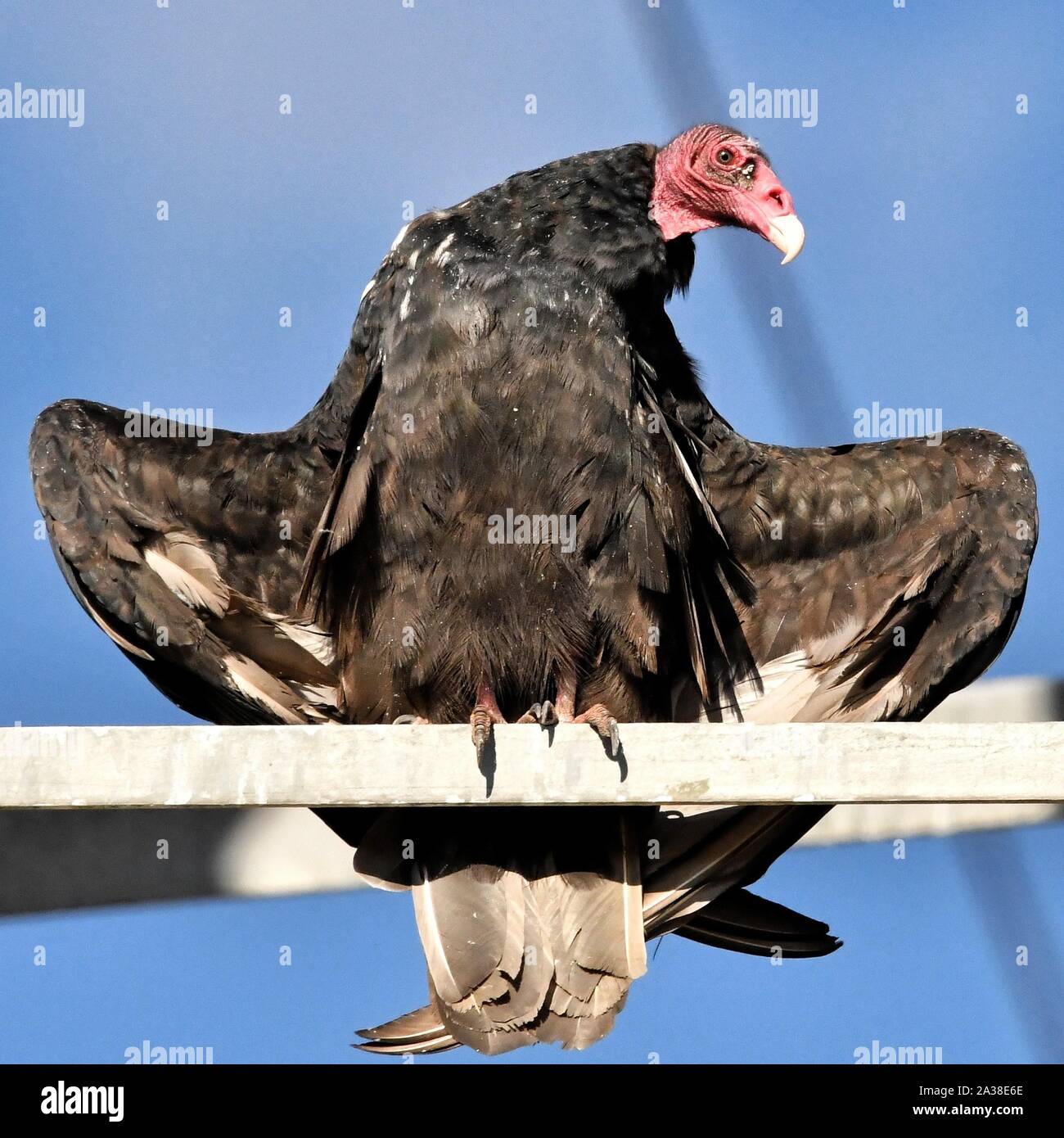 Turkey Vulture with spread wings, Colorado, United States Stock Photo
