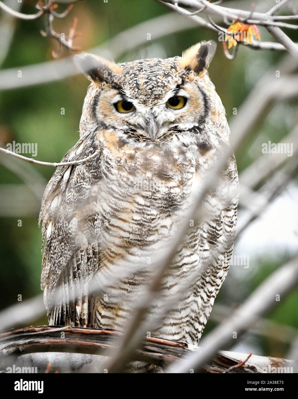 Great Horned Owl Peeking Through Branches, Colorado, United States Stock Photo