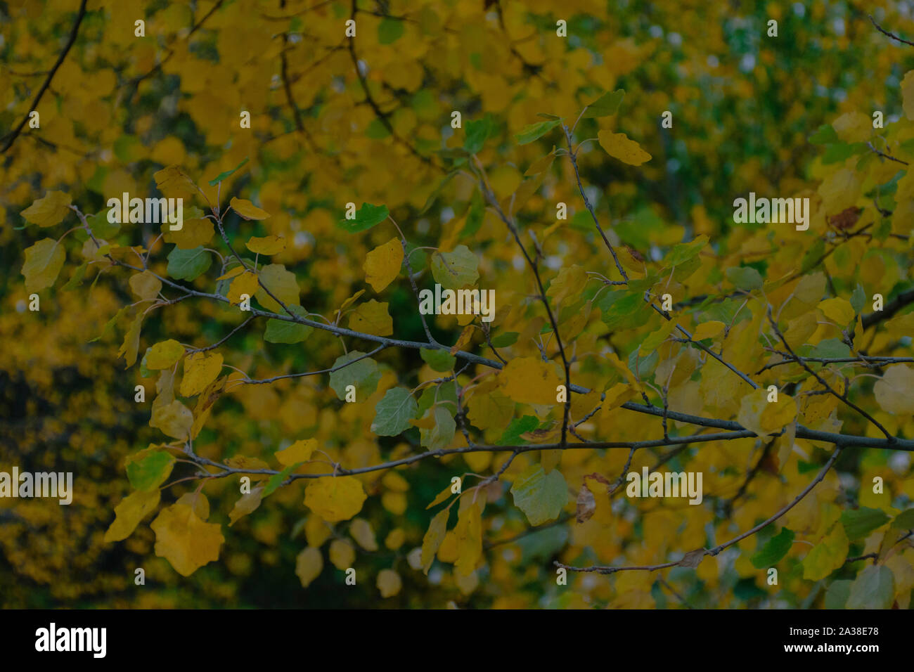 yellow and green autumn leaves on a branch Stock Photo - Alamy