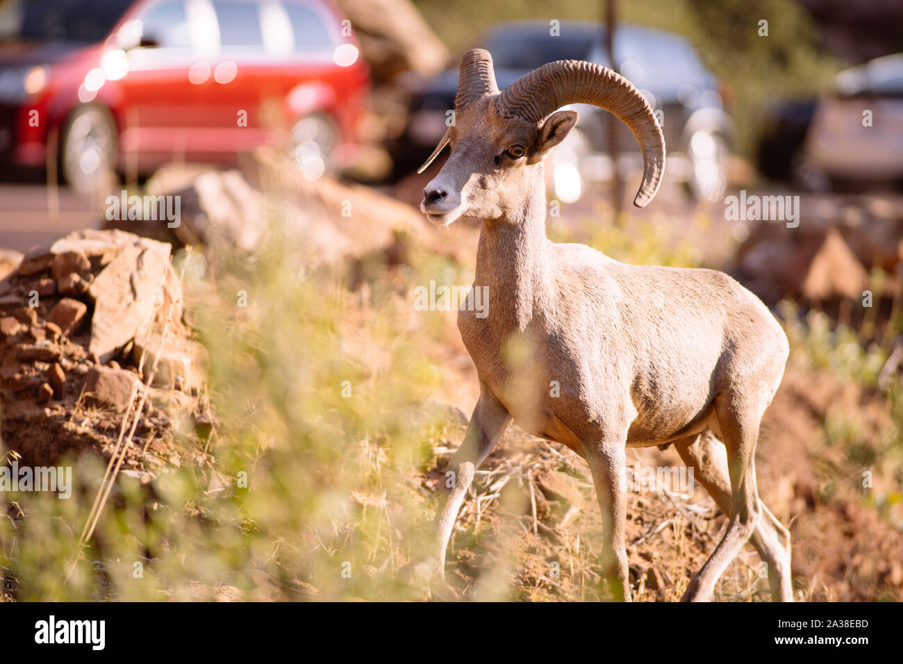Desert Bighorn Ram by a Car Filled Road, Zion National Park, Utah, United States Stock Photo