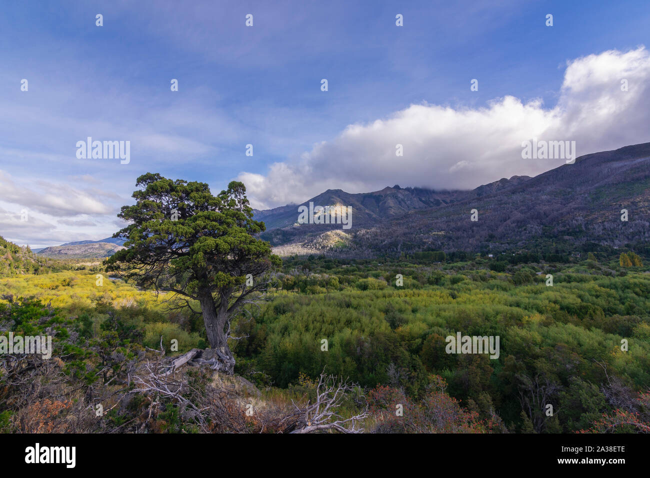 Chilean Cedar Tree High Resolution Stock Photography and Images - Alamy
