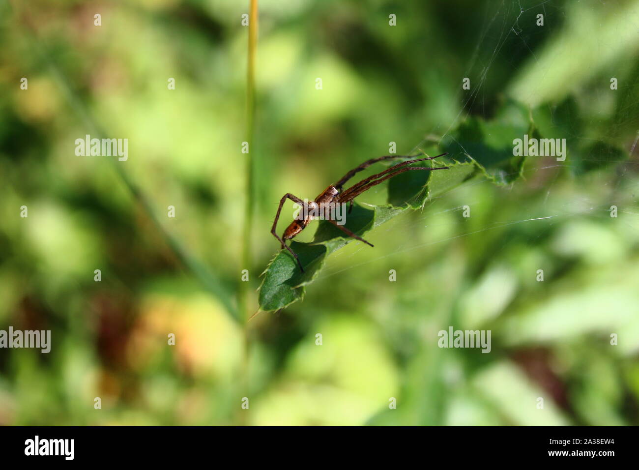 The picture shows a spider on leaves in the forest Stock Photo - Alamy