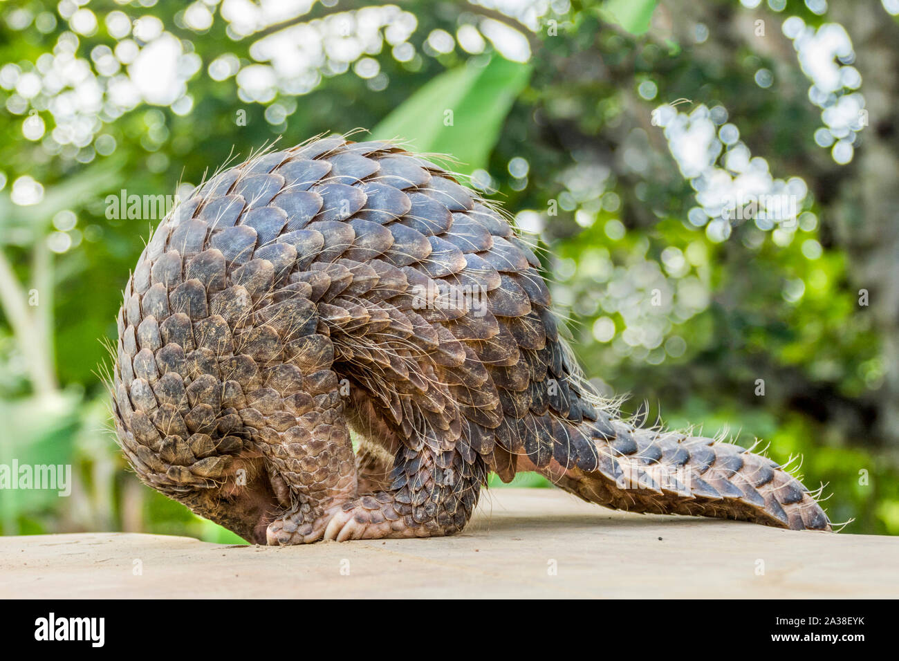 Close-up of a pangolin standing up on a wall, Indonesia Stock Photo
