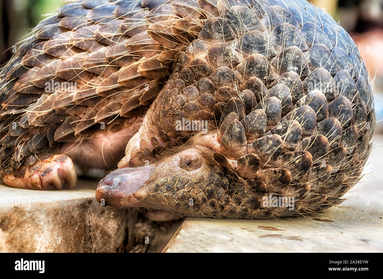 Close-up of a pangolin curled up on a wall, Indonesia Stock Photo